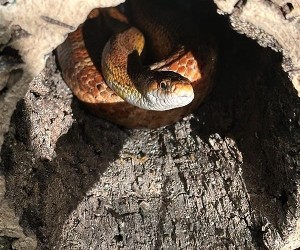 Bild på Realgymnasiet Uppsala