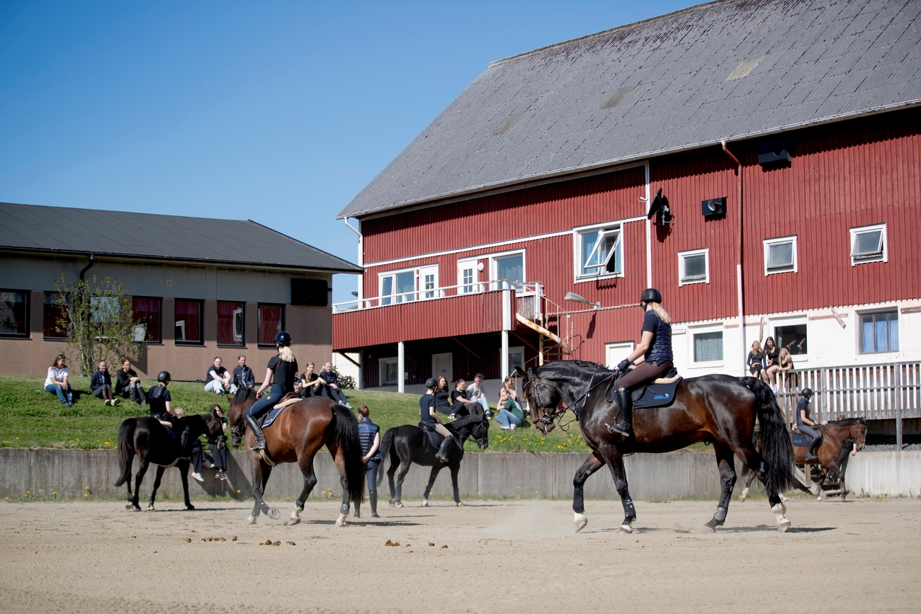 Bild på Sveriges Ridgymnasium Kungsbacka
