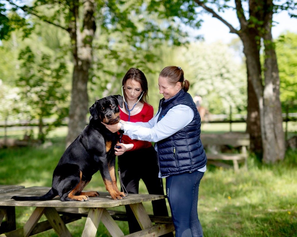 Bild på Sveriges Ridgymnasium Varberg