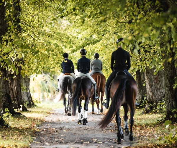 JENSEN gymnasium Wenngarn