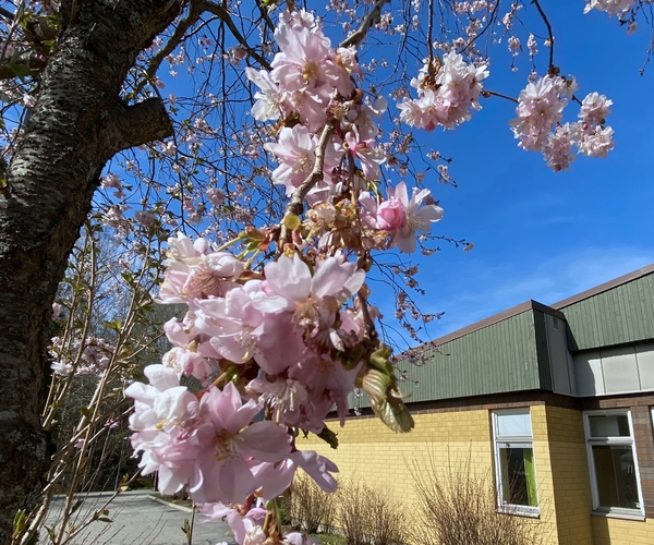 Bild på Rönninge gymnasium