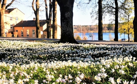 Våren på Ekebyholms Gymnasium