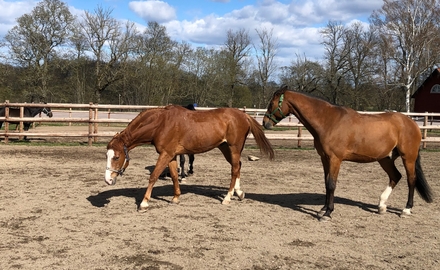 Ridsportgymnasiet i Strömsholm