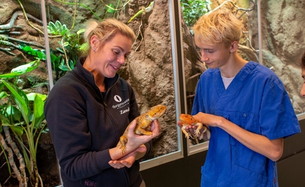 Djurgymnasiet elev och skäggagam