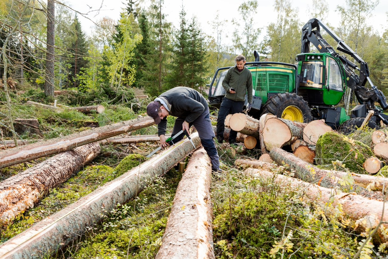 Specialist och rådgivare inom skogsbruk