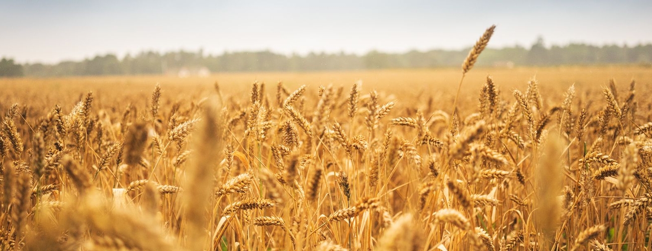 Agronomprogrammet - Livsmedel