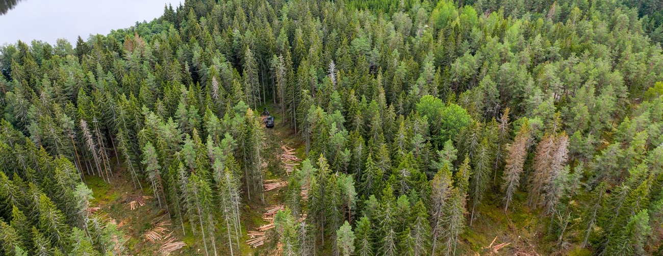 Skogsvetarprogrammet